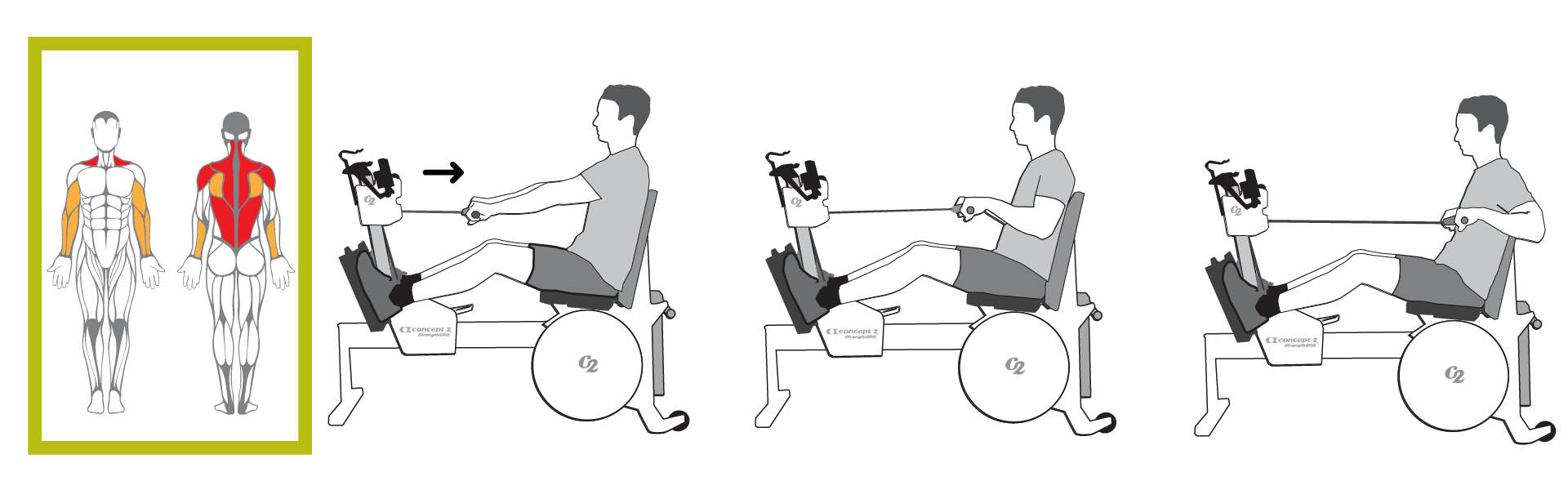 Muscles Used for Seated Row